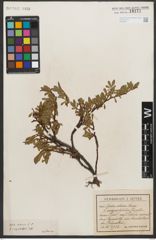 Foto von Salix retusa L.